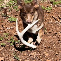 Riggs - American Corgi