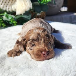 Timo - Merle male Cockapoo puppy in Dothan, Alabama from Farquharson's Poodles&Doodles