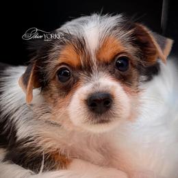 Black-white boy - Parti male Yorkshire Terrier puppy in Machesney Park, Illinois from Three Yorkie Family