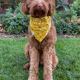 Australian Labradoodle and Labradoodle Puppies from Doodles_Ko