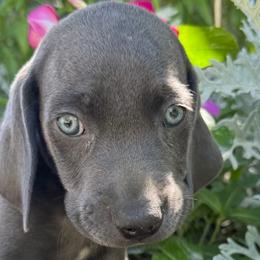 Weimaraners from Weim Squadron