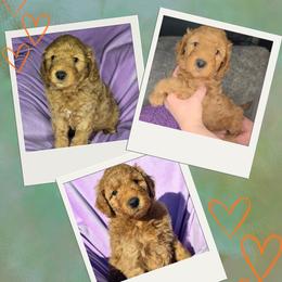 Bowser - Red  male Goldendoodle puppy in Tucson, Arizona from Adored Poodle & Doodles