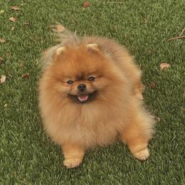 Ringo - Pomeranian