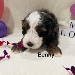 Benny - Merle male Bernedoodle puppy in Sandy, Oregon from MC Doodles