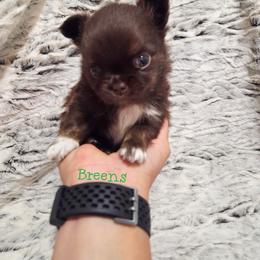 Chocolate and tan white mkgs boy - Chocolate and tan male Chihuahua puppy in Richmond, Virginia from Breens