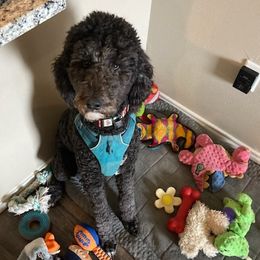 Poodles from Gypsy Poodle Co