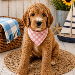 Cindy Bear - Apricot female Goldendoodle puppy in Rocky Point, North Carolina from CelticDoods