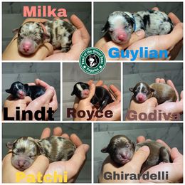 Havapoo and Pomsky Puppies from Pearl of the Orient Seas
