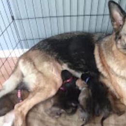 German Shepherds from Beast Haven Shepherds