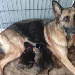 German Shepherds from Beast Haven Shepherds