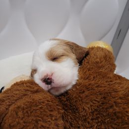 Boy 1 - Blue belton and tan (tri-color) male English Setter puppy in Tiskilwa, Illinois from First Harmony Farms
