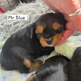 Boy 2 - Black and tan male Yorkshire Terrier puppy in Dover, Delaware from Lewis Precious Paws