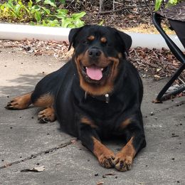 Cassie - Rottweiler