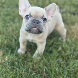 Gnocchi - Fawn male French Bulldog puppy in Covina, California from Chai Society Frenchies
