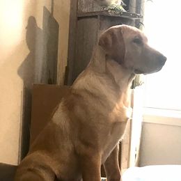 Labrador Retriever Puppies from Sycamore Kennels