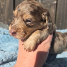 Luca - Dapple male Dachshund puppy in Riverdale, Utah from Behive Doxies