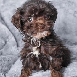 Roper - Brown white and tan male Cockapoo puppy in Ellensburg, Washington from Dawn to Dusk Cockapoos