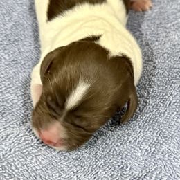 Girl 1 - Liver and white female Brittany puppy in Claxton, Georgia from Bull Creek Kennels