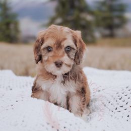 Purple Collar - Merle Cockapoo puppy in Missoula, Montana from Big Sky Cockapoos