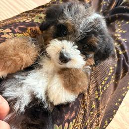 Glazier - Tri-color female Bernedoodle puppy in Travelers Rest, South Carolina from Bernedoodle.do