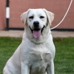 Dunda - Labrador Retriever