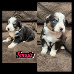 C-BLACK TRI COLOR - Black tri-color female Australian Shepherd puppy in Yakima, Washington from Luna's Australian Shepherd