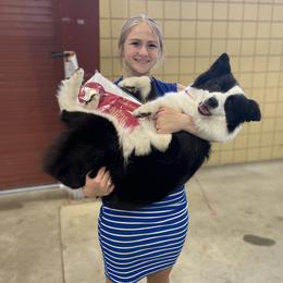 Dakota - Border Collie