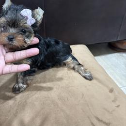 Summer - Black and tan female Yorkshire Terrier puppy in Tempe, Arizona from Kissable baby face yorkies