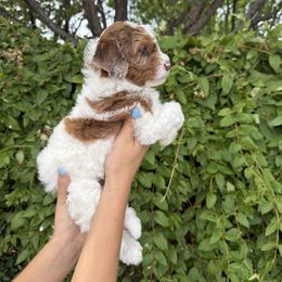 Bernedoodle and Whoodle Puppies from Gilbert Bernedoodles & Whoodles