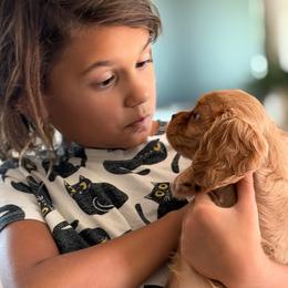 Sushi - Ruby female Cavalier King Charles Spaniel puppy in Yuciapa, California from AlltheDoodlez_