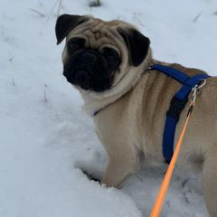 Pugs from Chantilly Lace Pugs