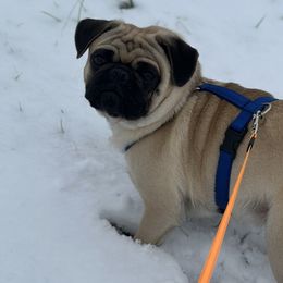 Pugs from Chantilly Lace Pugs
