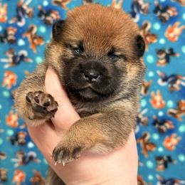 Kaguya - Red female Shiba Inu puppy in Marshall, Minnesota from Tobitatsu Shiba Inu
