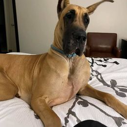 Great Dane All Grown Up from The Nobledane