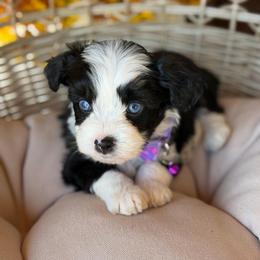 Mittens - Black and white female Aussiedoodle puppy in Grinnell, Iowa from Rural Iowa Aussies & Doodles