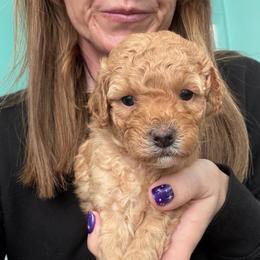 Skye - Red  female Poodle puppy in Cedar City, Utah from Precious Paws Ranch