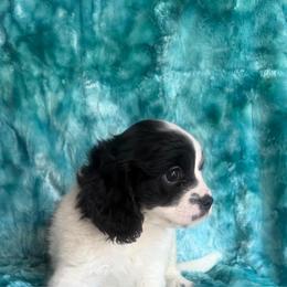 Puppy cakes - Black and white male Cavapoo puppy in Knoxville, Tennessee from Rocky Top Cavapoos