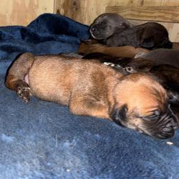 Girl 6 - Red female Cane Corso puppy in Sienna, Texas from Robinson Elite Corsos