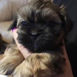 Luigi - Black and tan male Shih Tzu puppy in Peoria, Arizona from Shihtzucircusaz