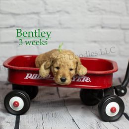 Bentley (Green Collar) - Apricot male Goldendoodle puppy in Corona, California from Fluffy Puppy Mini Doodles LLC