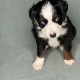 Tubby - Blue tri male Toy Australian Shepherd puppy in Milton Freewater, Oregon from Sparkling Cross Toy & Mini Aussies