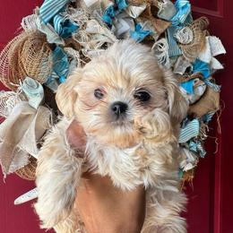 Rain - White male Shih Tzu puppy in Lanoka Harbor, New Jersey from Lilly’s Seashore Shih Tzus