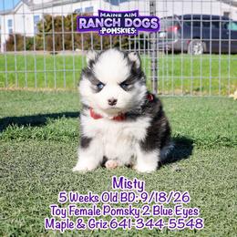 Misty - Black and white female Pomsky puppy in Humeston, Iowa from M.A.R. Dogs