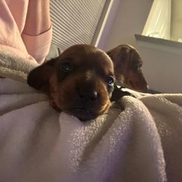 Lucille - Sable female Dachshund puppy in Converse, Texas from JP's South Texas Dachshunds