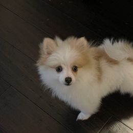 Pomeranians from ARC Kennels
