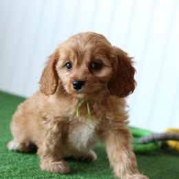 Basil - Red male Cavapoo puppy in Springtown, Texas from North Texas Puppies