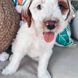 Goldendoodle Puppies from Halo Doodles