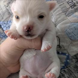 Mercedes - Cream and white female Chihuahua puppy in Amity, Pennsylvania from Baxters Chihuahuas