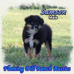 Samson - Black tri male Miniature Australian Shepherd puppy in Forestburg, Texas from Flaming Dill Ranch Aussies