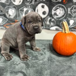 Thor - Gray brindle male Cane Corso puppy in Pollock Pines, California from Capitol City Cane Corso